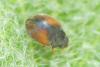 Scymnus sp.